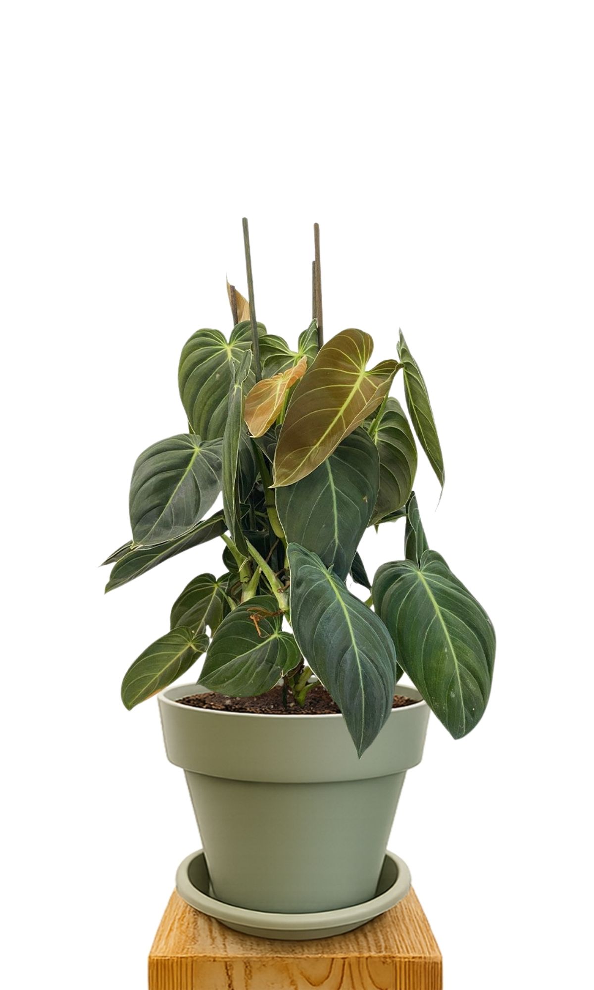 Plant kit 30 Green